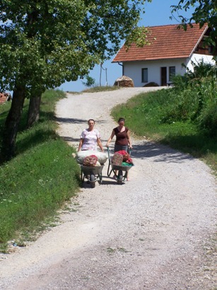 Doborovci - Progetto terreni - agosto 2008: raccolta dei cetrioli.